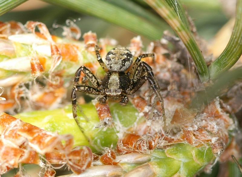 Xysticus_sabulosus_D2997_Z_86_NP De Hoge Veluwe_Nederland.jpg